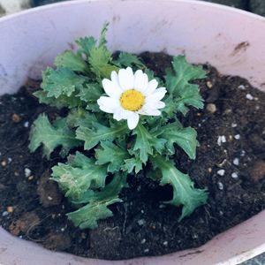 楽しみ〜,かわいい♡,太陽の光を浴びて,ありがとう♪,元気に育ちますようにの画像