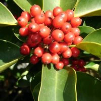 クロガネモチの画像