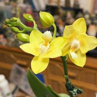 胡蝶蘭,リトープス,リトープス,胡蝶蘭/ハニーレモン,その他部屋の画像