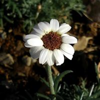 ローダンセマムの画像