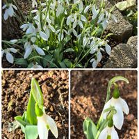 スノードロップ,スノードロップ,スマホ撮影加工なし,花の15年組の画像