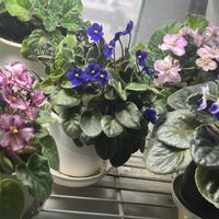 セントポーリアの画像