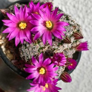 マミラリア  ヘルナンデシー,サボテンの花,マミラリア属の画像