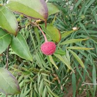 ヤマボウシ,ヤマボウシの実,ヤマボウシの実,ヤマボウシの実,山帽子の実の画像