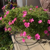 オキザリス　桃の輝き,マイガーデン,癒し,和む,やさしい気持ちの画像