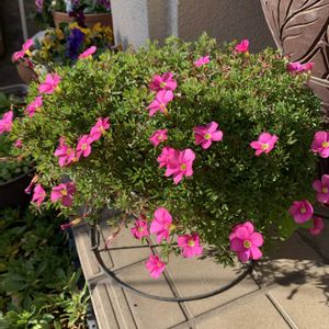 オキザリス　桃の輝き,マイガーデン,癒し,和む,やさしい気持ちの画像