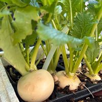 キッチンハーブ,キッチン,小さな庭,家庭菜園,庭の画像