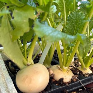 キッチンハーブ,キッチン,小さな庭,家庭菜園,庭の画像