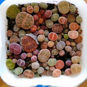 リトープス,多肉植物,散歩道,多肉大好き,リトープス属の画像