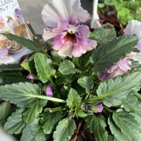 ヒヤシンス 水耕栽培,ヒヤシンス 水耕栽培,横浜セレクション フレアーブルー,フリル咲き小輪パンジー ペルクレア,頑張れ自分の画像