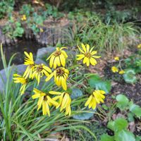 ツワブキの画像