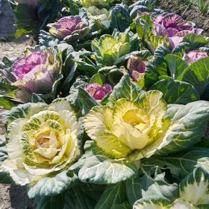 葉牡丹,畑の画像