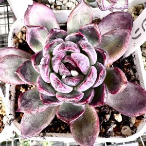 エケベリア セリ,エケベリア セリ,多肉植物,エケベリア属,多肉多肉多肉の画像