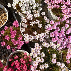 オキザリス,Oxalis glabra pinky white,Oxalis glabra pinky white,Oxalis glabra pinky white,Oxalis glabra Ice Fireflyの画像