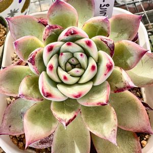 エケベリア ファイヤーピラー,エケベリア ファイヤーピラー,多肉植物,エケベリア属,多肉多肉多肉の画像