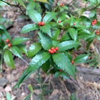 センリョウの画像