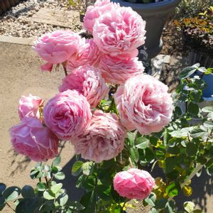 ローラー,ハンス ゲーネバイン,ウエディングベルズ,ラリッサ　バルコニア,手作りの庭の画像