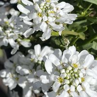 イベリス,宿根イベリス,イベリス スノーサーファー,GSのみなさんに感謝♡,今日のお花の画像