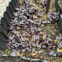 アジュガの画像