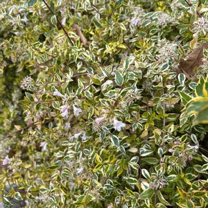 斑入りアベリアの画像