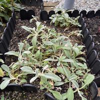 ラムズイヤーの画像