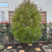 ドドナエアの画像