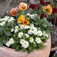 マトリカリア,花のある暮らし,八重が好き❤︎,われら17年組,乙女色クラブの画像