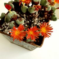 コノフィツム,多肉植物,コノフィツムの花の画像