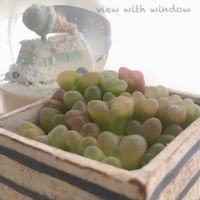 コノフィツム,コノフィツム マウガニー,多肉植物,コノフィツム属,マウガニーの画像