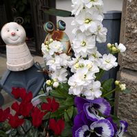 寄せ植え.,嬉しい❤️,満開❣️,大好き♥️,可愛いオキザリスの画像