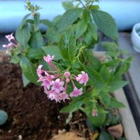 ペンタスの画像