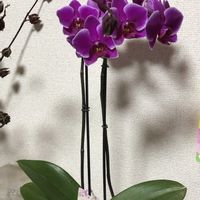 コチョウラン,胡蝶蘭の画像