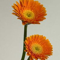 ガーベラの画像