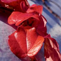 紅葉,ツタ(蔦),花のある暮らし,真っ赤な紅葉,ツタの画像