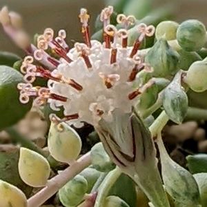 エンジェルティアーズ,多肉中毒,多肉女子,HTC,たにおたくらぶの画像