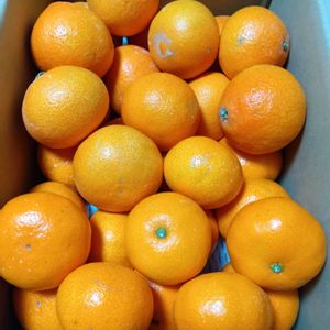 ガジュマル,胡蝶蘭,デンドロビューム,アボカド鉢植え,愛果28号（まどんな）の画像