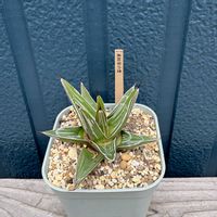 アガベ,アガベ　笹の雪,アガベ笹の雪　直紋,アガベ笹の雪　直紋の画像