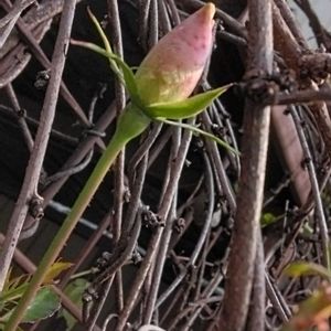 アイスバーグ,アイスバーグ,地植え,マイガーデン,綺麗✨の画像
