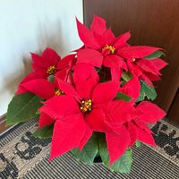 ポインセチア,ポインセチア プレミアムレッド,ポインセチア プレミアムレッド,横浜 赤レンガ倉庫,クリスマスの画像
