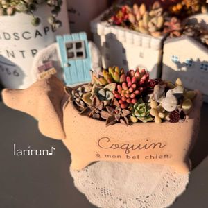 多肉植物,多肉の寄せ植え,可愛い鉢,タニラー,多肉女子の画像