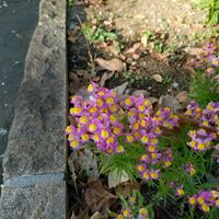 リナリアの画像