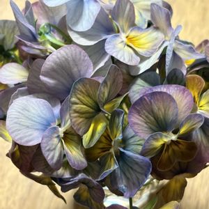 キッチンの画像