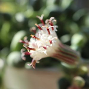 斑入りグリーンネックレス,エンジェルティアーズ,多肉植物,多肉初心者,咲いた！の画像