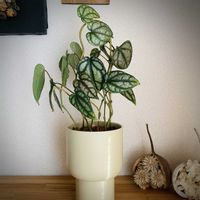 ピペル シルヴァティクム,観葉植物,植え替え,葉っぱ好き,ベラボンの画像