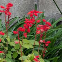 サルビア,ご近所散歩,今日のお散歩,歩くの大好き♡の画像