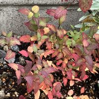 シモツケ ,いいねをありがとうございます¨̮♡︎,庭の画像