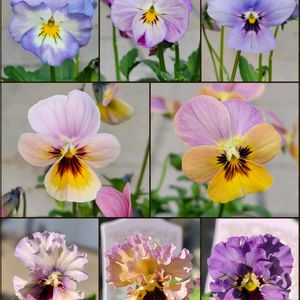 ミニバラ,ミニバラ・モカ,ヌーヴェル・ヴァーグ,ビオラ　レディ,見元ビオラ エンジェルダックの画像