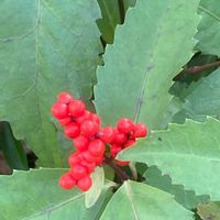 センリョウの画像