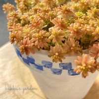 セダム,マンネングサ,多肉,セダム(マンネングサ),多肉植物の画像