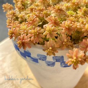 セダム,マンネングサ,多肉,セダム(マンネングサ),多肉植物の画像